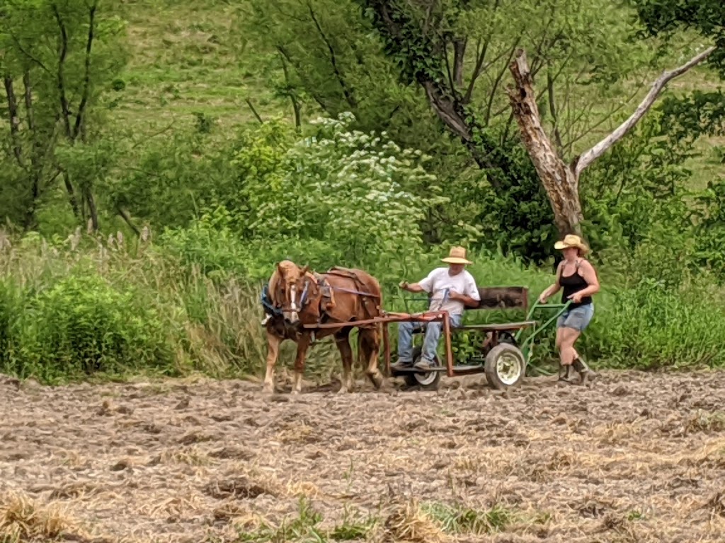 Til the Rooster Crows Ranch | 7030 Liberty Rd, Bradfordsville, KY 40009 | Phone: (516) 241-7960