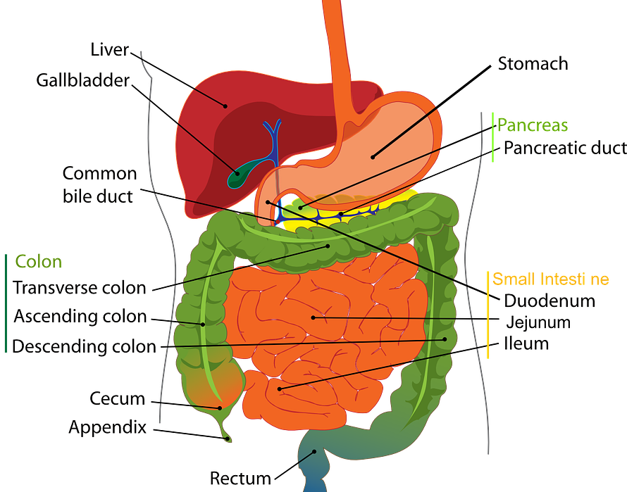 The Gallbladder Center at Prime Surgicare | 27 S Cooks Bridge Rd Suite 2-11, Jackson Township, NJ 08527, USA | Phone: (732) 637-6370