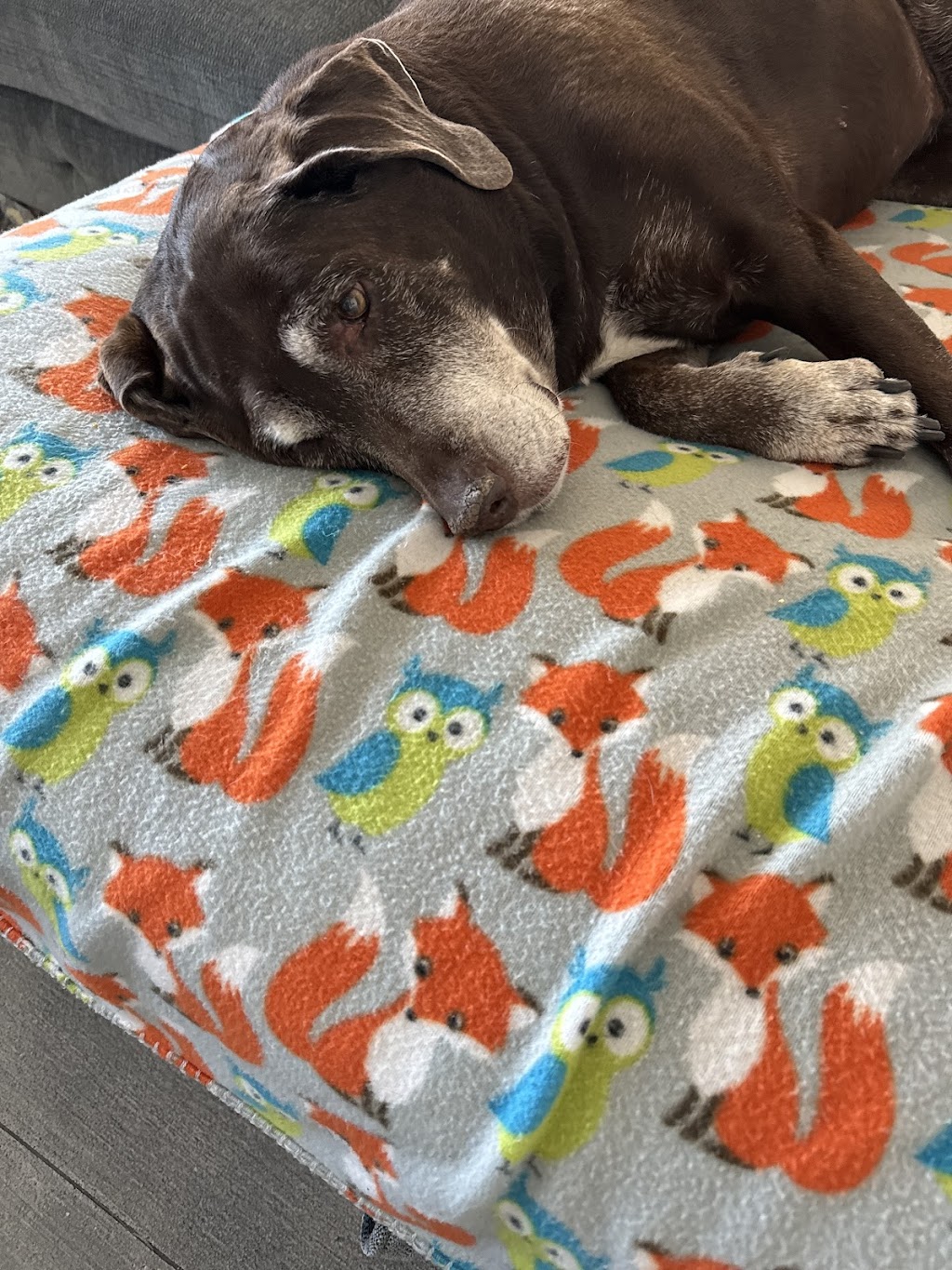 Heritage Veterinary Clinic | 4392 S FM 51, Decatur, TX 76234, USA | Phone: (940) 626-8284