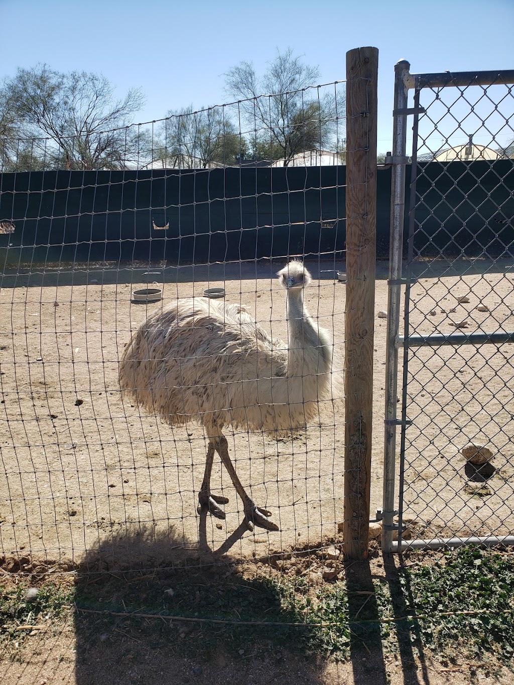 Tucson Petting Zoo and Funny Foot Farm | 2405 W Wetmore Rd, Tucson, AZ 85705, USA | Phone: (520) 399-6555