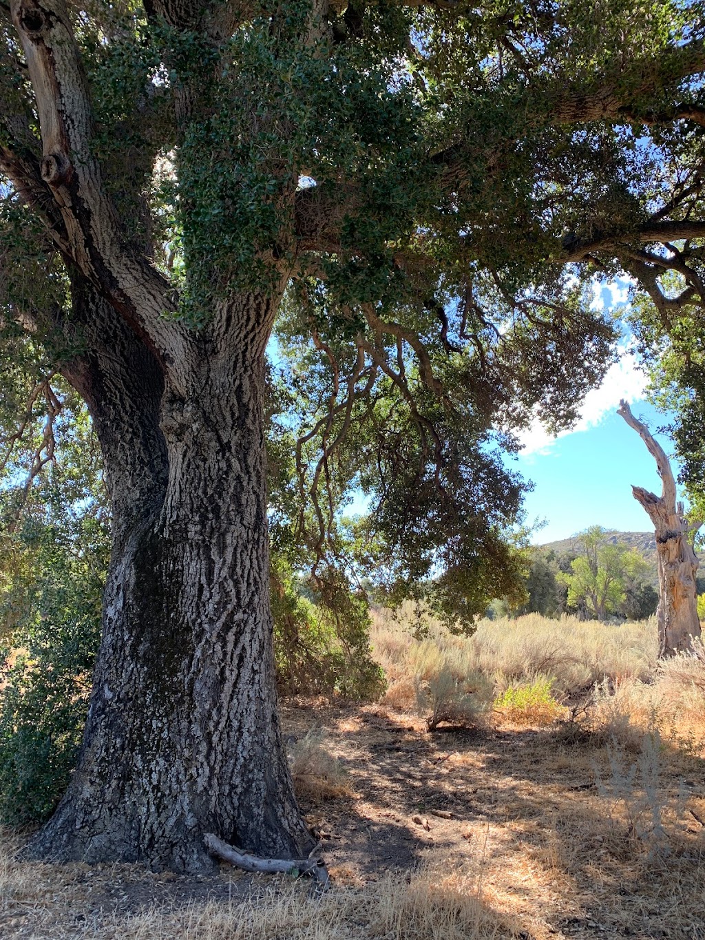 Boulder Oaks Trailhead | Old Hwy 80, Campo, CA 91906, USA | Phone: (858) 673-6180