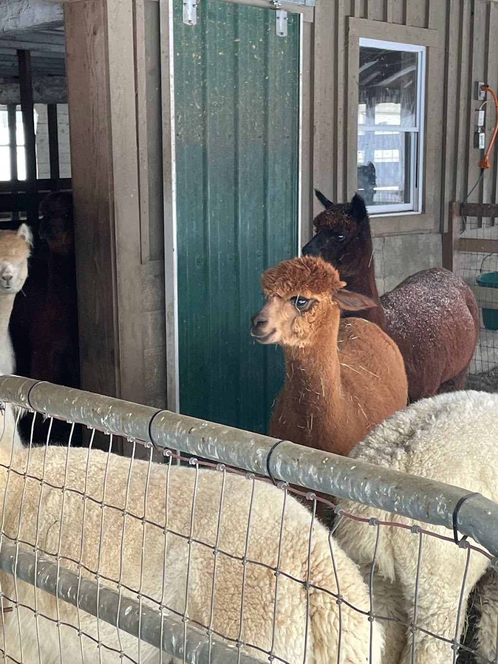 Alpacas of Ellicottville at Sugartown Farms | 6277 Sugartown Rd, Ellicottville, NY 14731, USA | Phone: (716) 699-2902