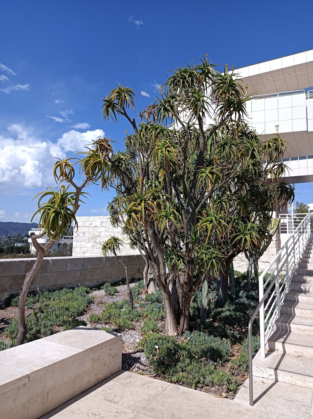 Cactus Garden | The Getty Center, 1200 Getty Center Dr, Los Angeles, CA 90049, USA | Phone: (310) 440-7300