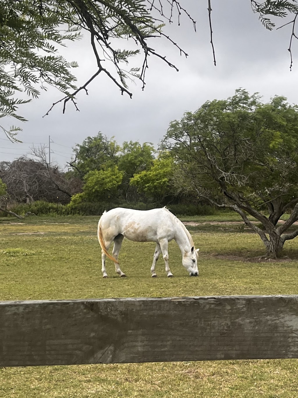 Pam Stanford’s Performance Horse’s | 1313 Graham Rd, Corpus Christi, TX 78418, USA | Phone: (361) 548-0860