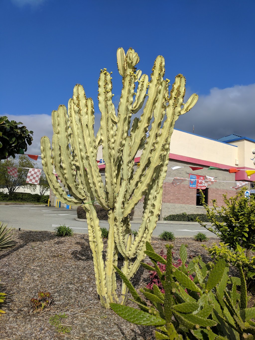 SpeeDee Oil Change & Auto Service | 635 Trade Zone Blvd, Milpitas, CA 95035, USA | Phone: (408) 262-8081