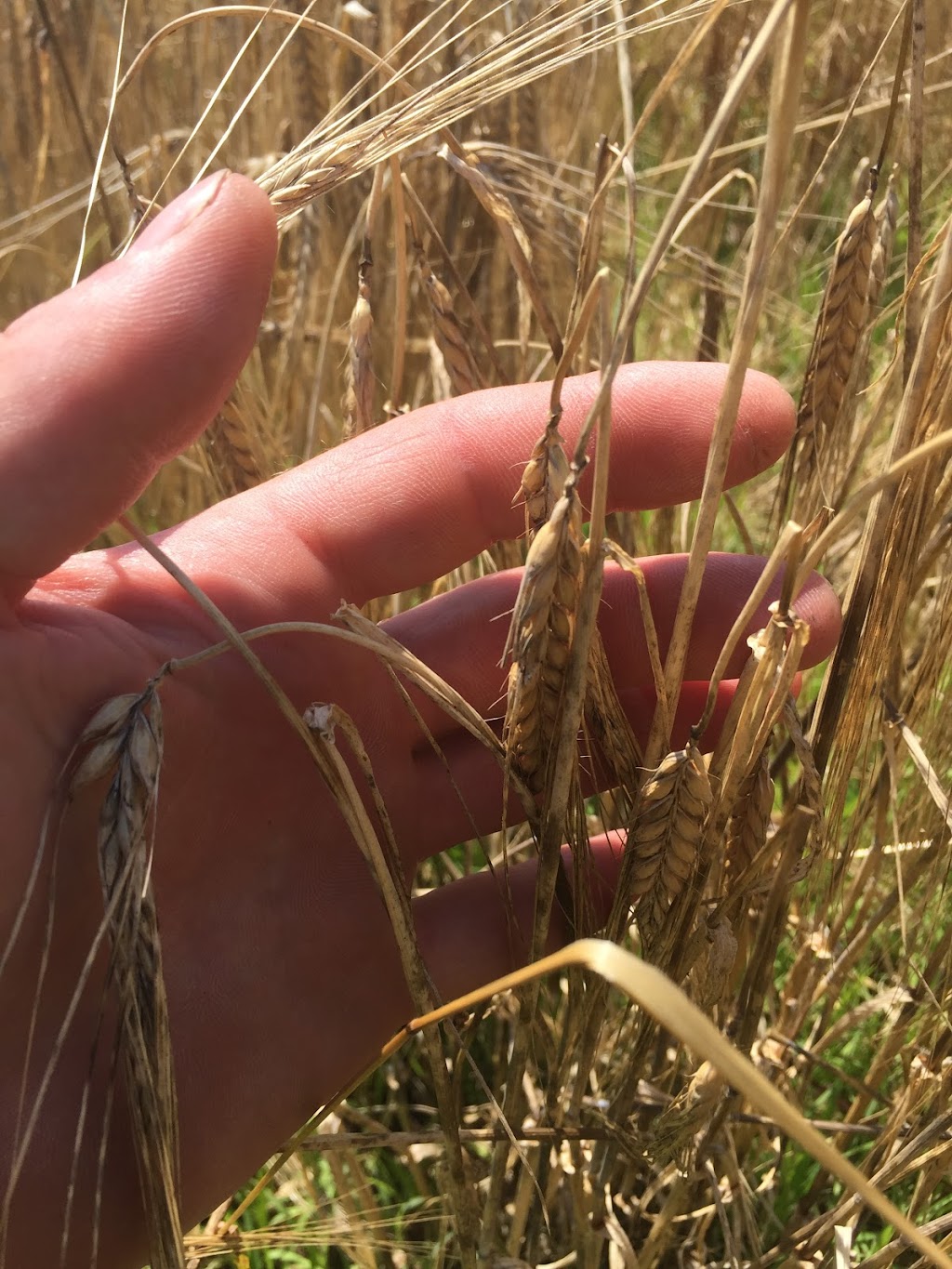 CNC Malt | 719 Clearfield Rd, Fenelton, PA 16034, USA | Phone: (570) 954-4500