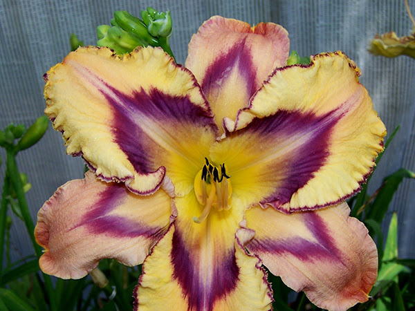 Schreiners Iris Gardens | 3625 Quinaby Rd NE, Salem, OR 97303, USA | Phone: (503) 393-3232