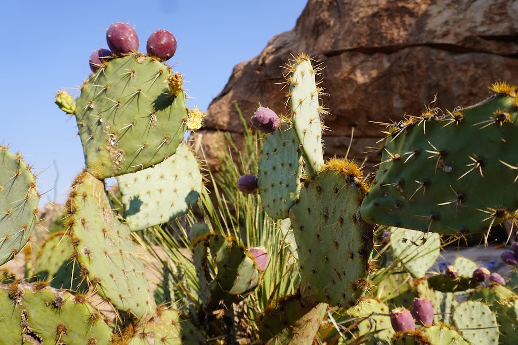 Hueco Tanks State Park & Historic Site | 6900 Hueco Tanks Road No. 1, El Paso, TX 79938, USA | Phone: (915) 857-1135