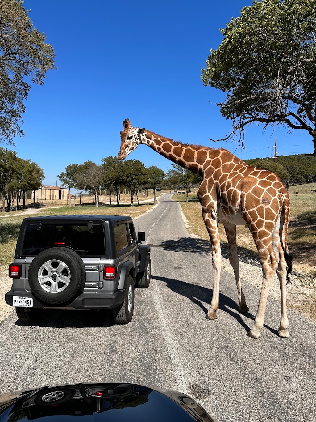 Fossil Rim Wildlife Center-Childrens Animal Center | 1789 Co Rd 2009, Glen Rose, TX 76043, USA | Phone: (254) 897-2960