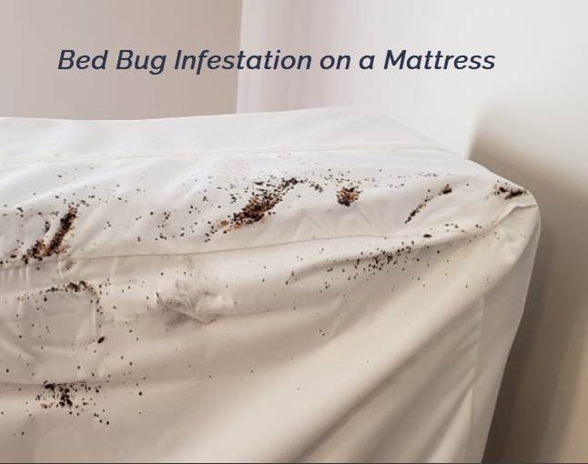 Sleep Tight Bed Bug Specialists | 4495 Margueritte Ave, Beamsville, ON L0R 1B5, Canada | Phone: (905) 977-1171