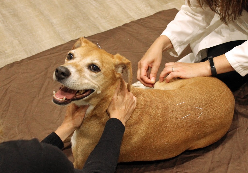 Holistic Veterinary Care | 1671 Park Rd Suite 14, Fort Wright, KY 41011, USA | Phone: (859) 331-2541