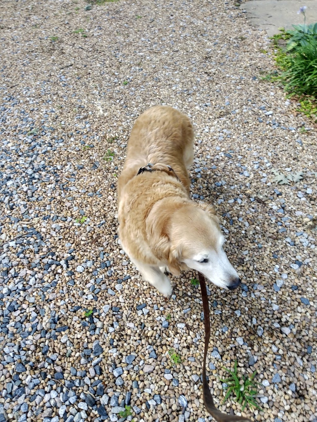 All For Cobalt In Home Pet Care | 4006 West Ct, Chesterfield, VA 23832, USA | Phone: (804) 638-8239