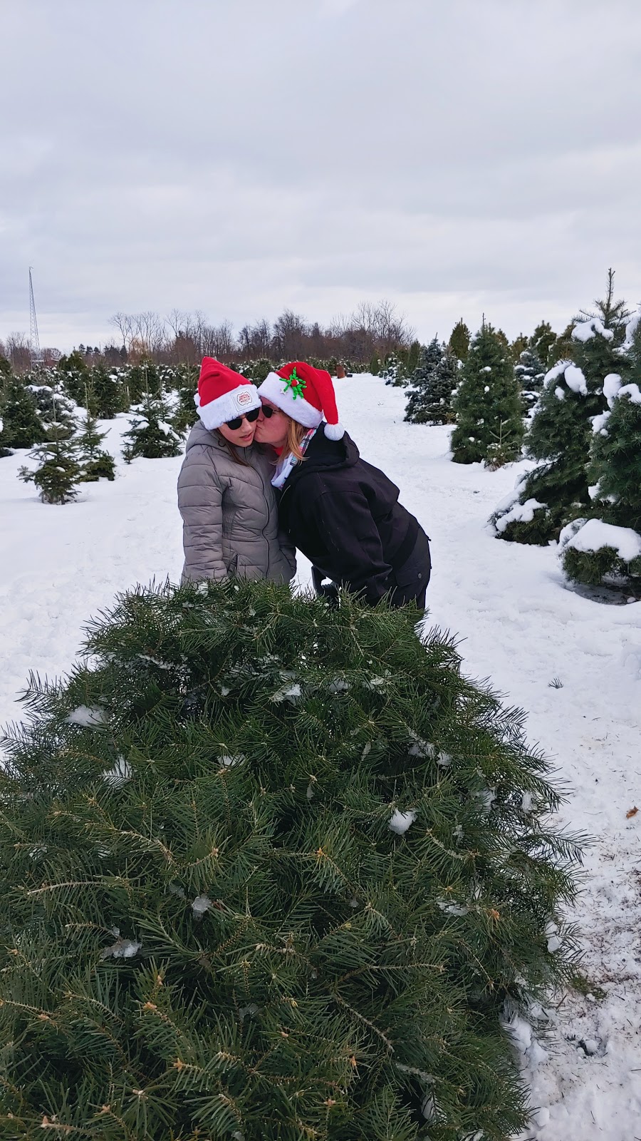 Crossen Christmas Tree Farm | 1198 Judge Rd, Basom, NY 14013, USA | Phone: (585) 813-8701