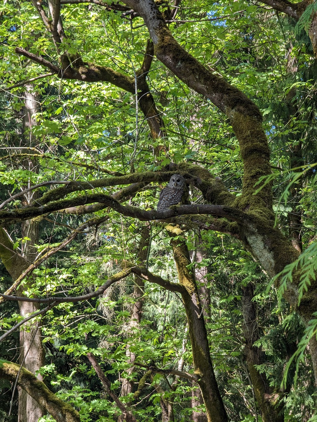 Edith Moulton Off Leash Area | 13634 108th Ave NE, Kirkland, WA 98034, USA | Phone: (425) 587-3300