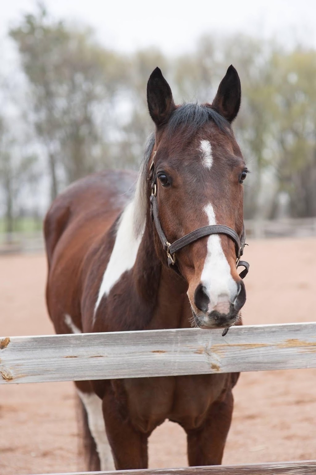 Hold Your Horses | 5265 Woodland Trail, Loretto, MN 55357, USA | Phone: (763) 498-0007