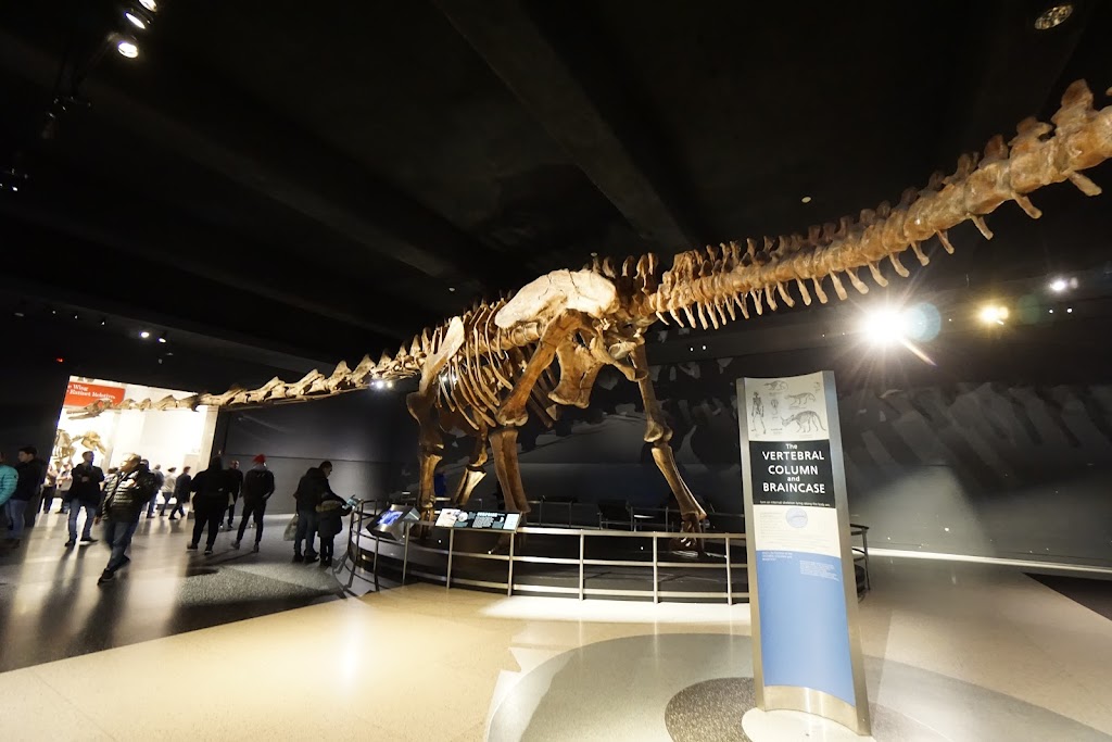 American Museum of Natural History | 200 Central Park West, New York, NY 10024, USA | Phone: (212) 769-5100