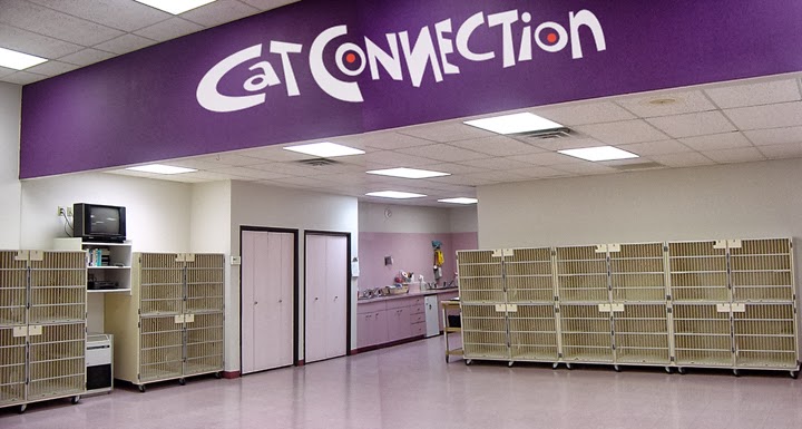 Cat Connection | 14233 Inwood Rd, Dallas, TX 75244 | Phone: (972) 386-6369