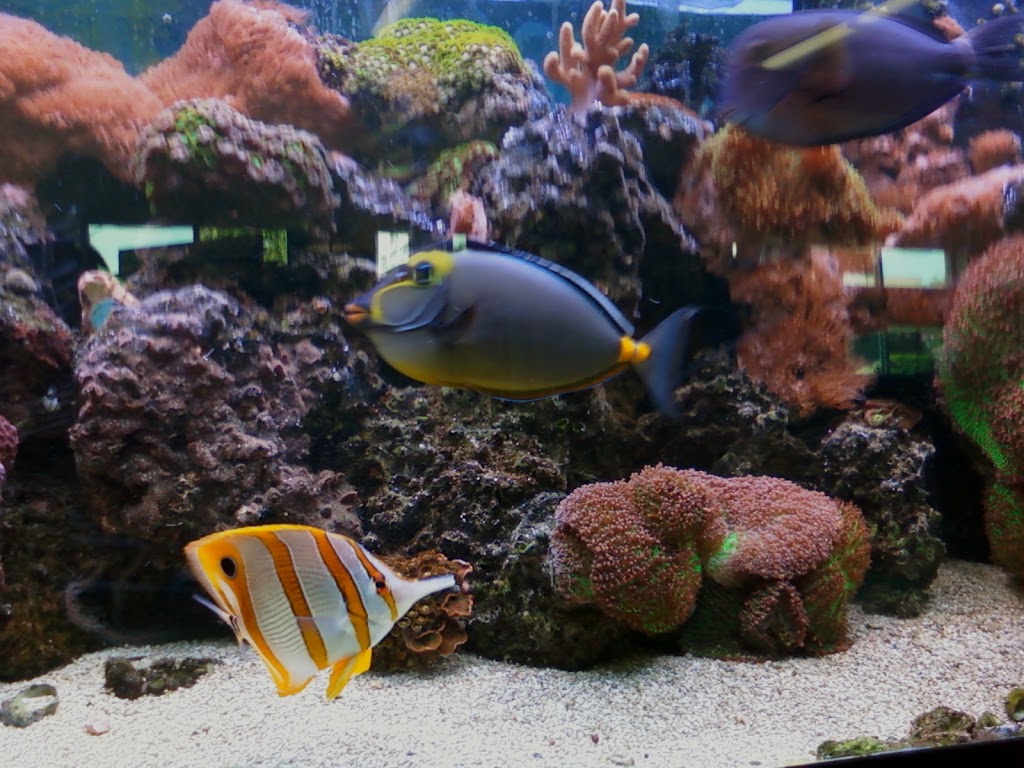 Fish Aquariums & Stuff | 6112 W Fairview Ave, Boise, ID 83704, USA | Phone: (208) 377-1119