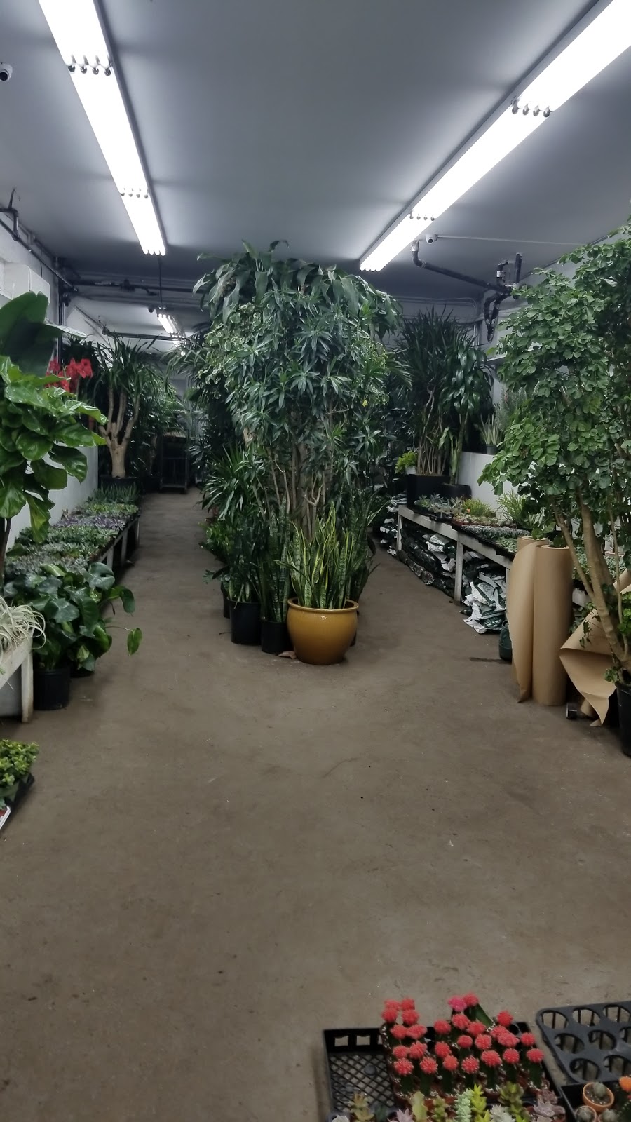 Tropical Plants And Orchids Inc | 106 W 28th St, New York, NY 10001, USA | Phone: (212) 255-7883