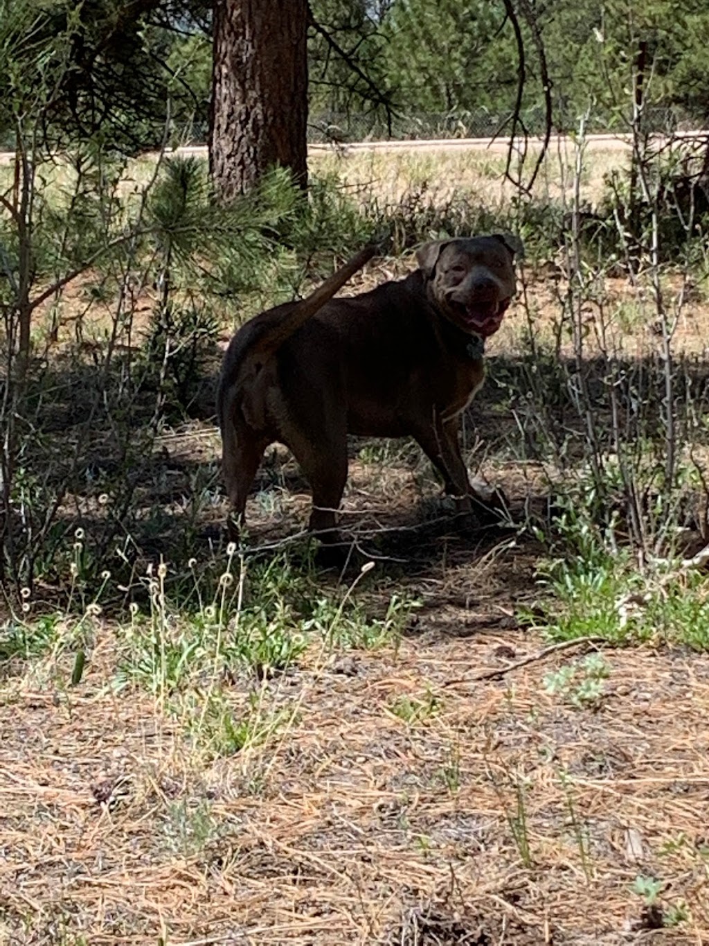 Black Forest Regional Park | 4800 Shoup Rd, Colorado Springs, CO 80908, USA | Phone: (719) 520-7529