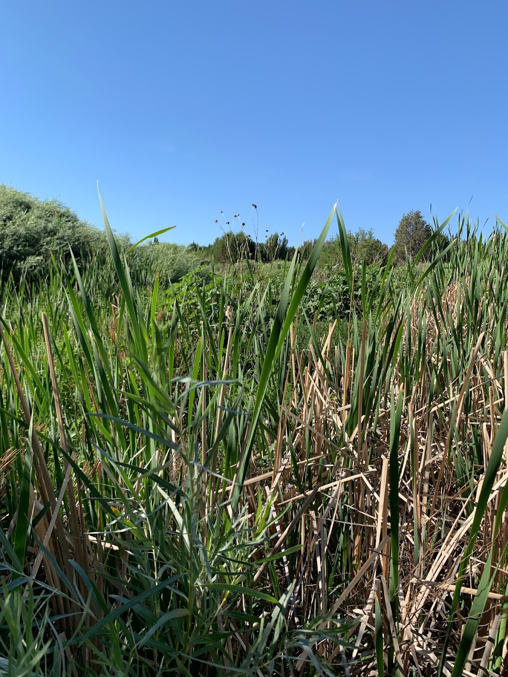 Leonora Curtin Wetland Preserve | 49A W Frontage Rd, Santa Fe, NM 87507, USA | Phone: (505) 471-2261