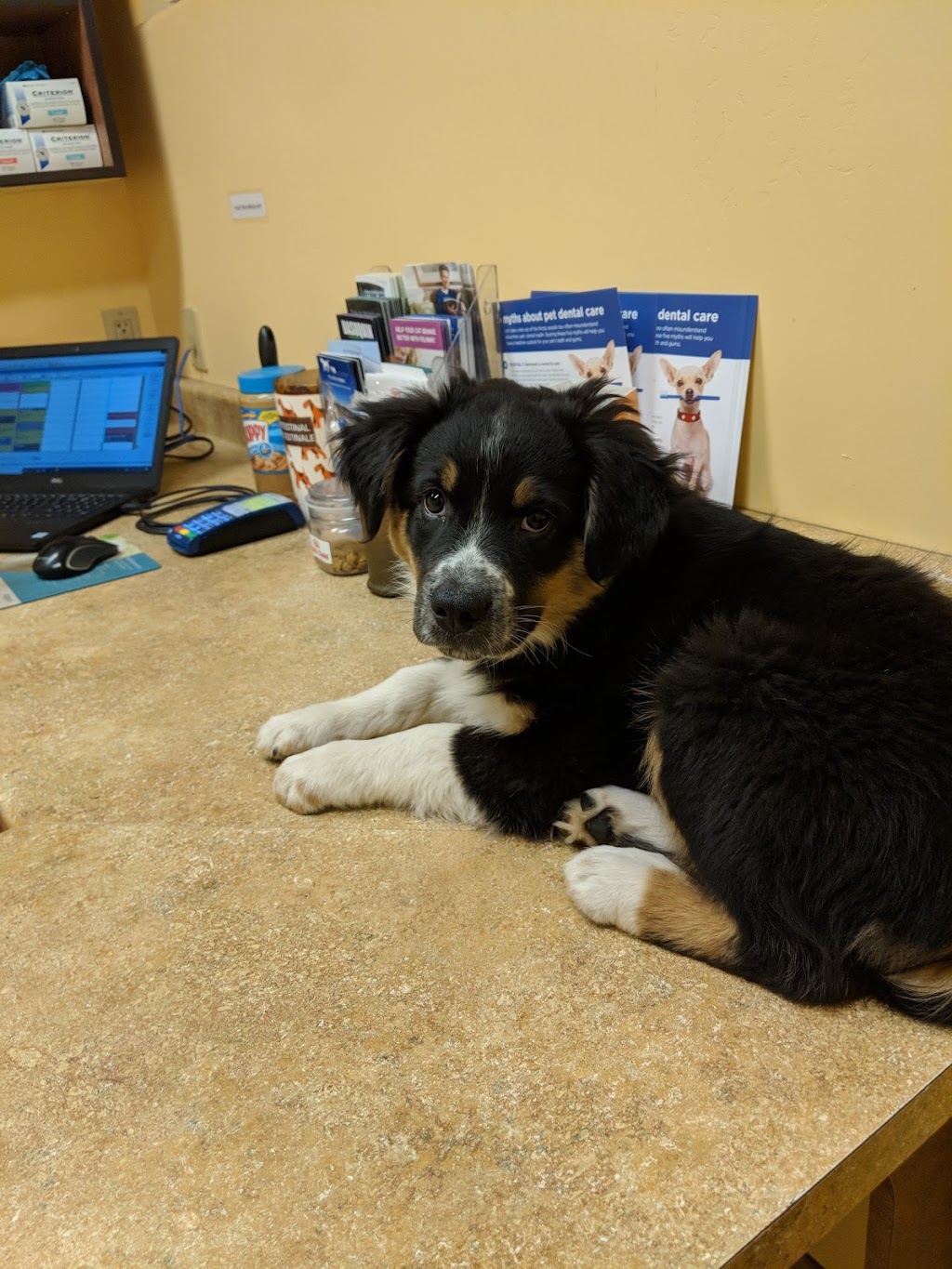 North Kenilworth Veterinary Care | 342 W McDowell Rd, Phoenix, AZ 85003, USA | Phone: (602) 374-3091