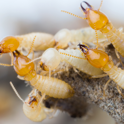 EarthRite Pest Control | 4059 Newhouse Rd, Ostrander, OH 43061, USA | Phone: (419) 326-5414