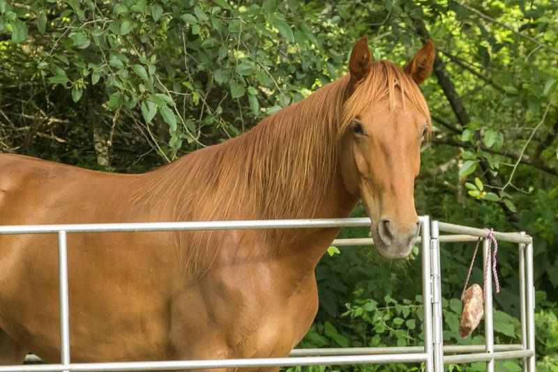 FIVE BROOKS HORSE CAMP | 26W5+3J, Bolinas, CA 94924, USA | Phone: (415) 663-1570