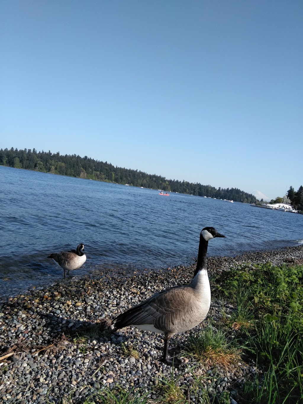 Adams Street Boat Ramp | Lake Washington Blvd S & S Adams St, Seattle, WA 98118, USA | Phone: (206) 684-4075