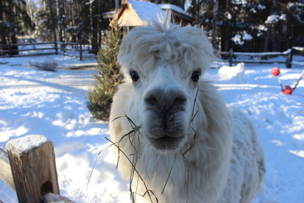 Alpaca Exhibit | 4731 OMalley Rd, Anchorage, AK 99507, USA | Phone: (907) 346-2133