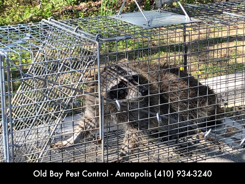 Old Bay Pest Control in Annapolis | 306 State St, Annapolis, MD 21403, USA | Phone: (443) 332-5664