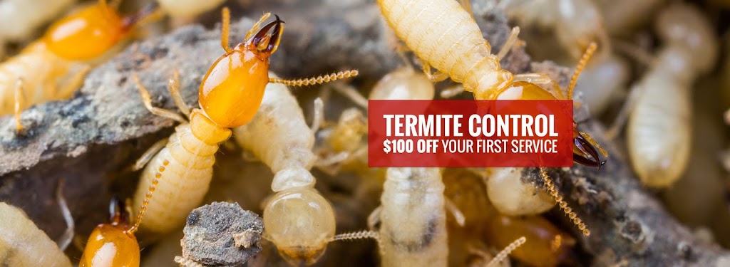 Tapout Termite & Pest Control | 342 St Pauls Ave, Jersey City, NJ 07306, USA | Phone: (201) 736-4802