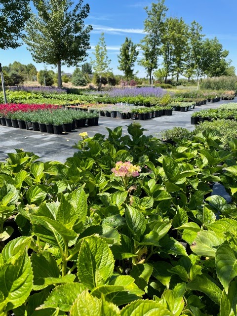 Arbor Farms Nursery | 16761 N Idaho Center Blvd, Nampa, ID 83687, USA | Phone: (208) 941-3000