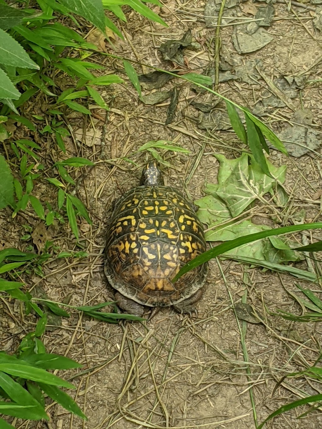 White Pines Nature Preserve | 548 S Rocky River Rd, Sanford, NC 27330, USA | Phone: (919) 908-8809