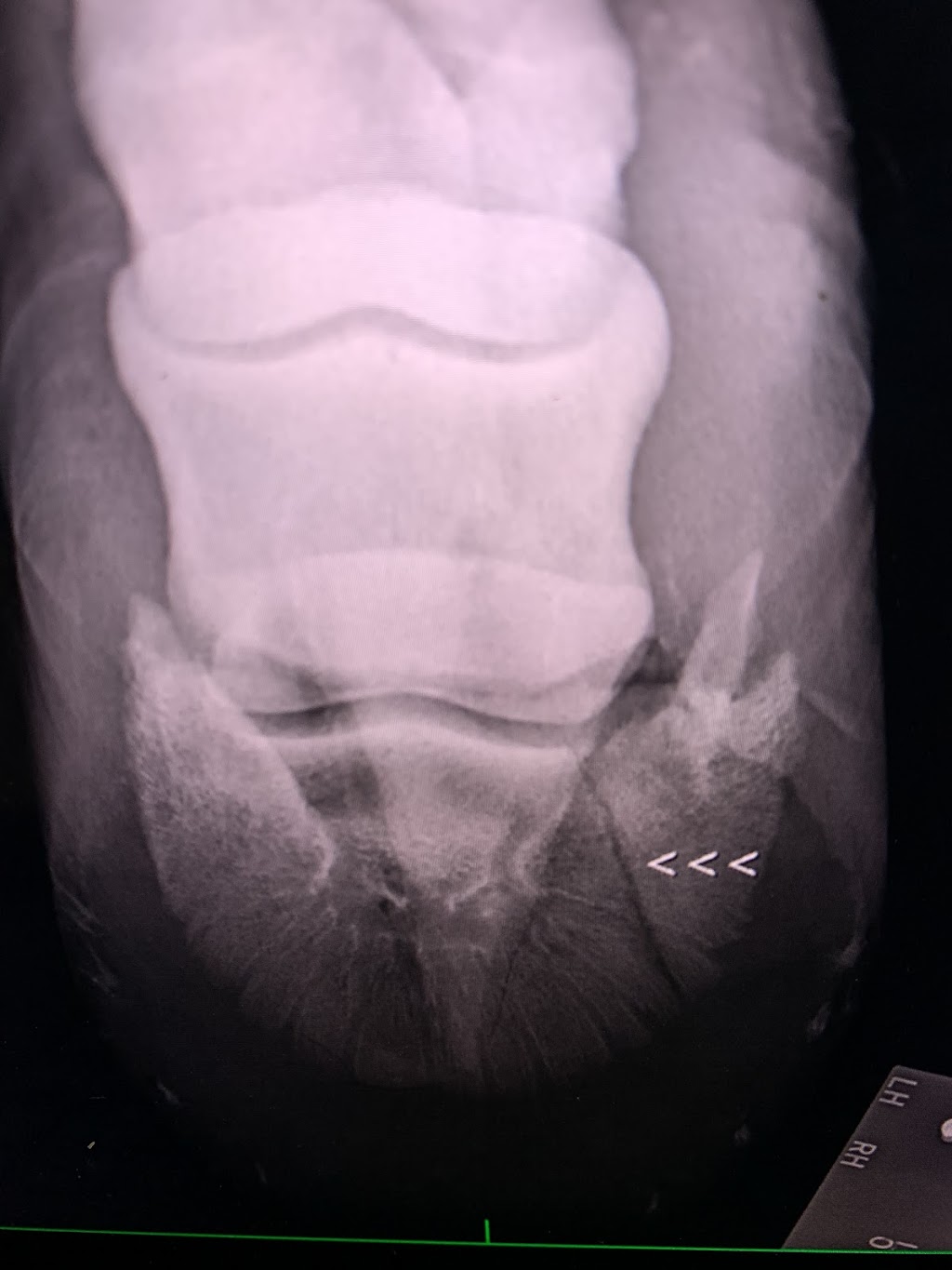 Dr. David Miller, Summit Equine Veterinary Services | 1745 N Hametown Rd, Akron, OH 44333, USA | Phone: (330) 666-7909