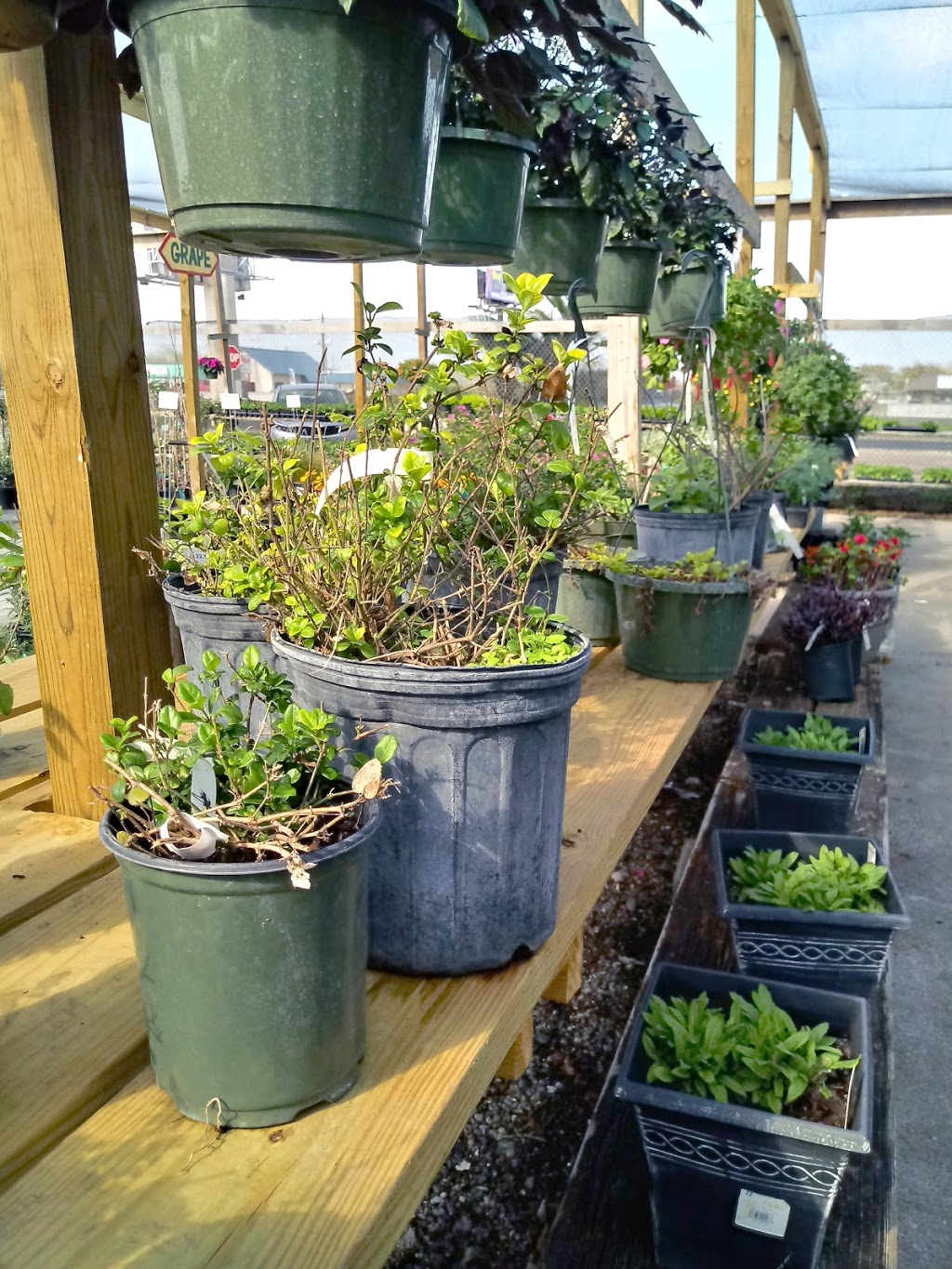 Turners Gardenland | 6503 S Padre Island Dr, Corpus Christi, TX 78412, USA | Phone: (361) 991-9002