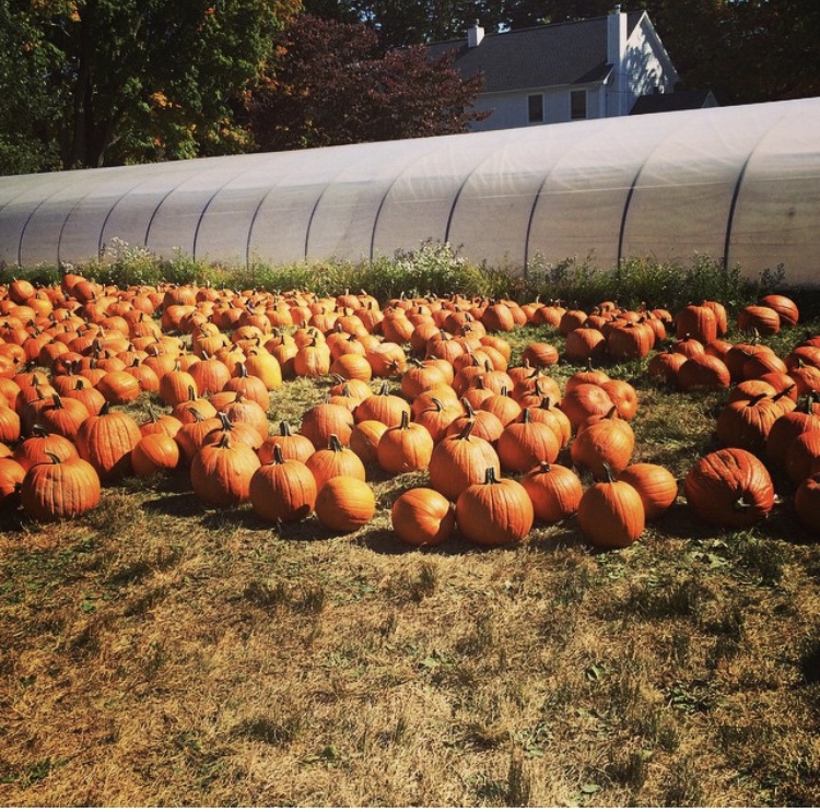 Stuarts Farm | 62 Granite Springs Rd, Granite Springs, NY 10527, USA | Phone: (914) 245-2784