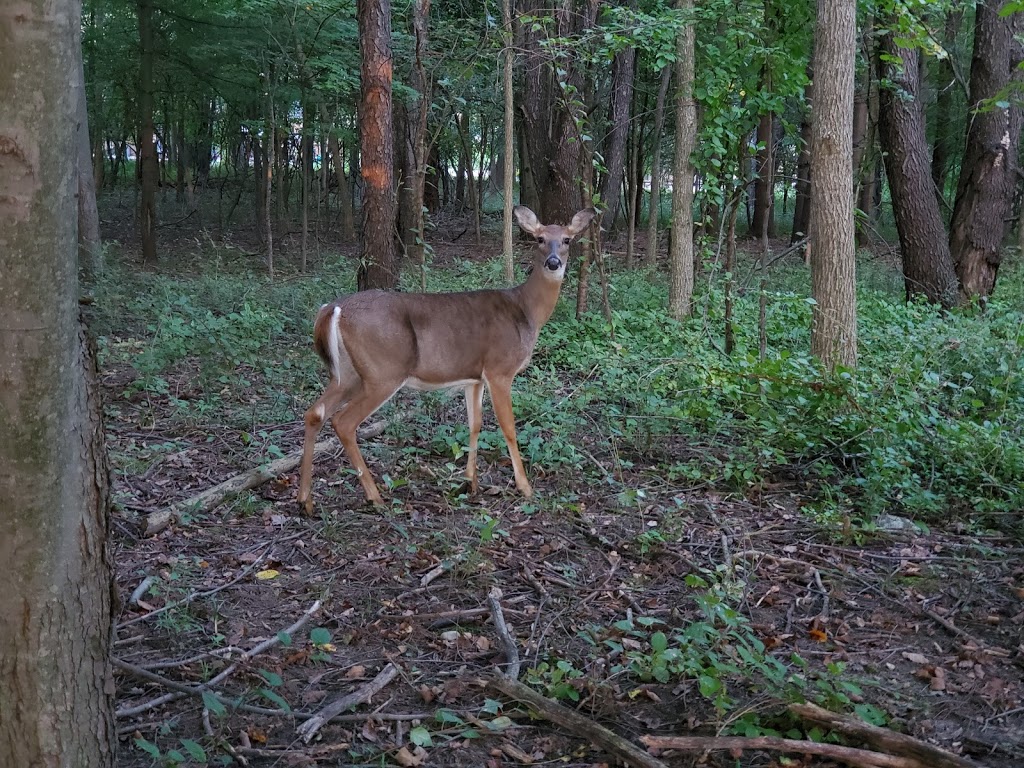 Stage Nature Center | 6685 Coolidge Hwy, Troy, MI 48098, USA | Phone: (248) 688-9703