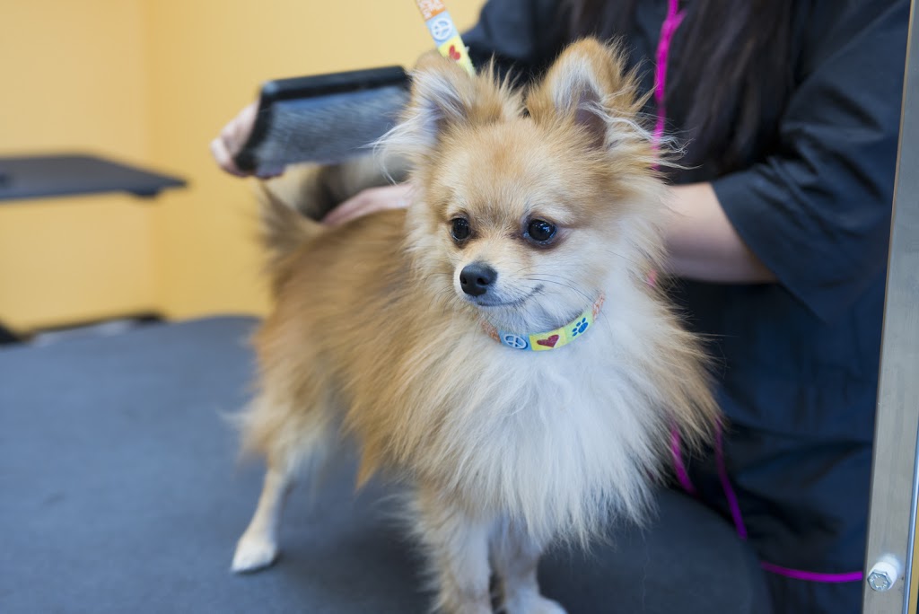 Grooming With Love | 29851 Aventura, Rancho Santa Margarita, CA 92688, USA | Phone: (949) 713-9357