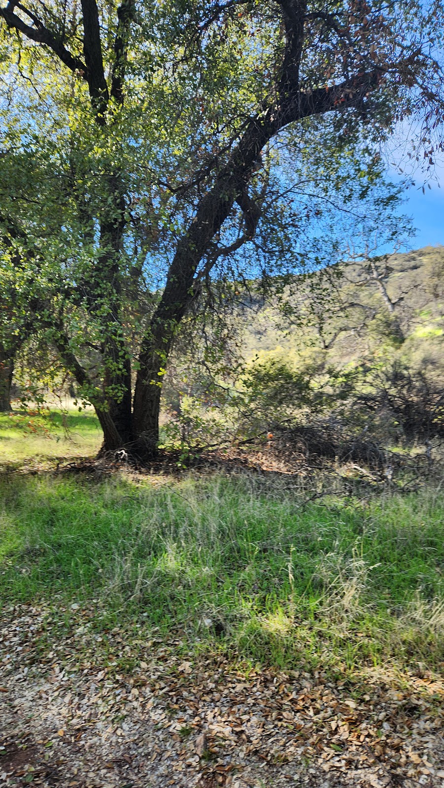 Aliso Park Campground | Aliso Park Rd, New Cuyama, CA 93254, USA | Phone: (661) 245-3731 ext. 0