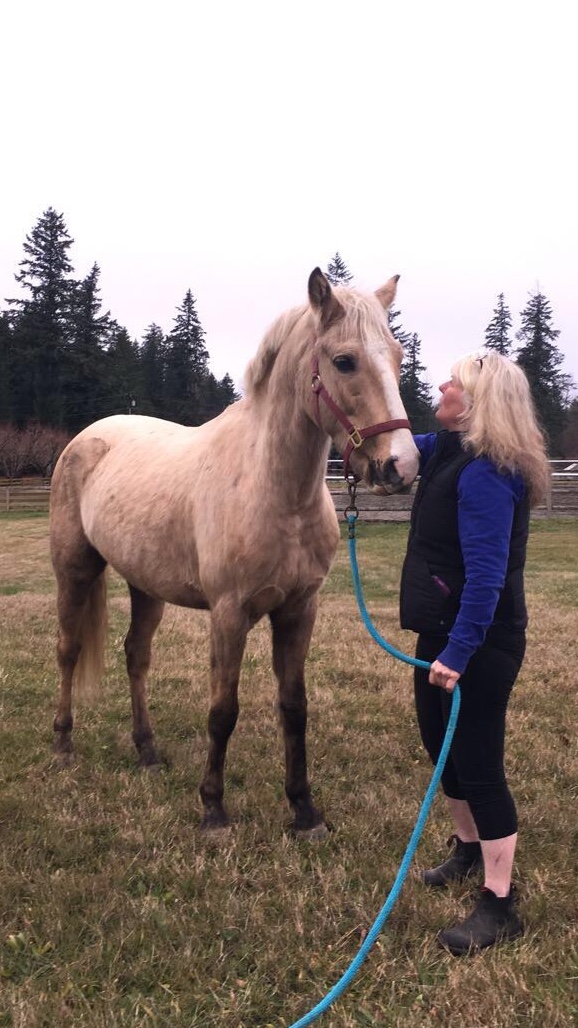 Cedar Springs Equine Veterinary Services | 25311 SE 394th St, Enumclaw, WA 98022, USA | Phone: (253) 905-4006