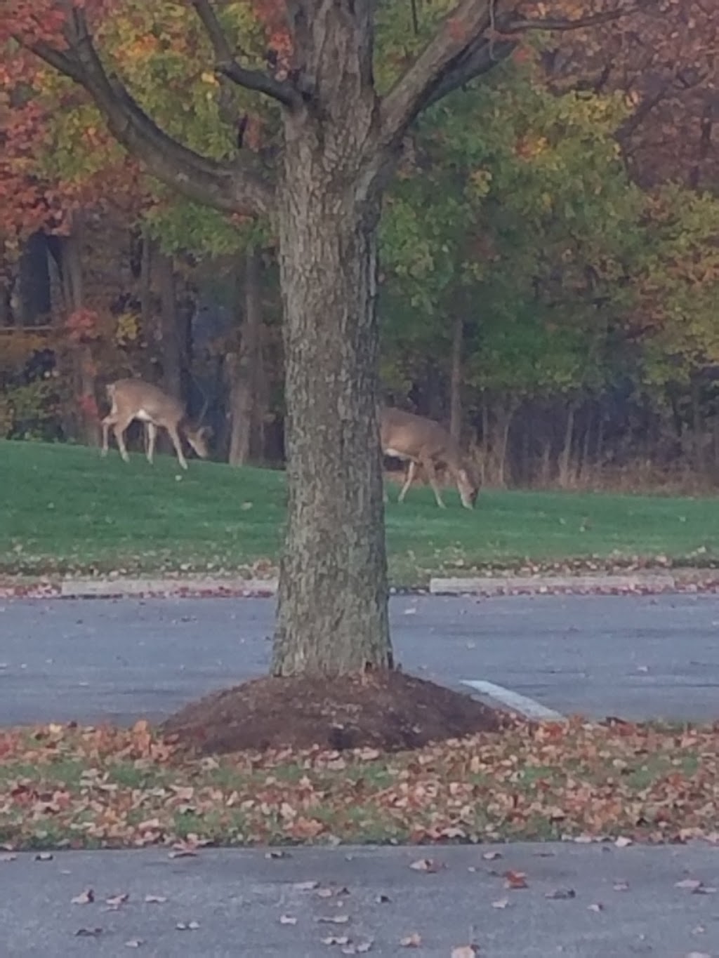 Lorain County Metro Parks High Meadows Shelter #1 | 1750 Ford Rd, Elyria, OH 44035, USA | Phone: (440) 324-5481