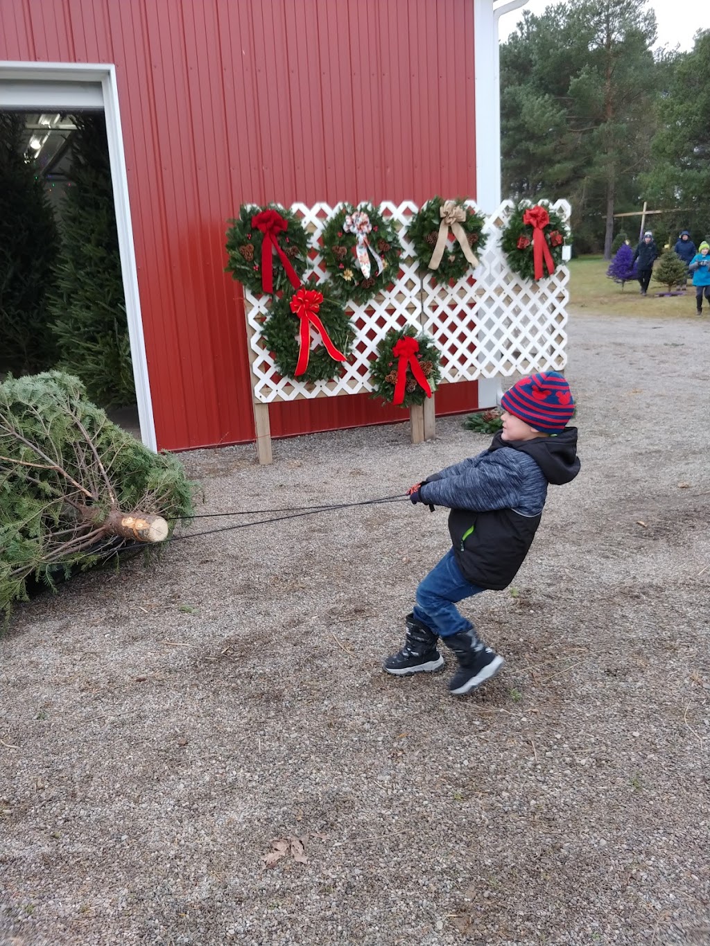 Crossen Christmas Tree Farm | 1198 Judge Rd, Basom, NY 14013, USA | Phone: (585) 813-8701