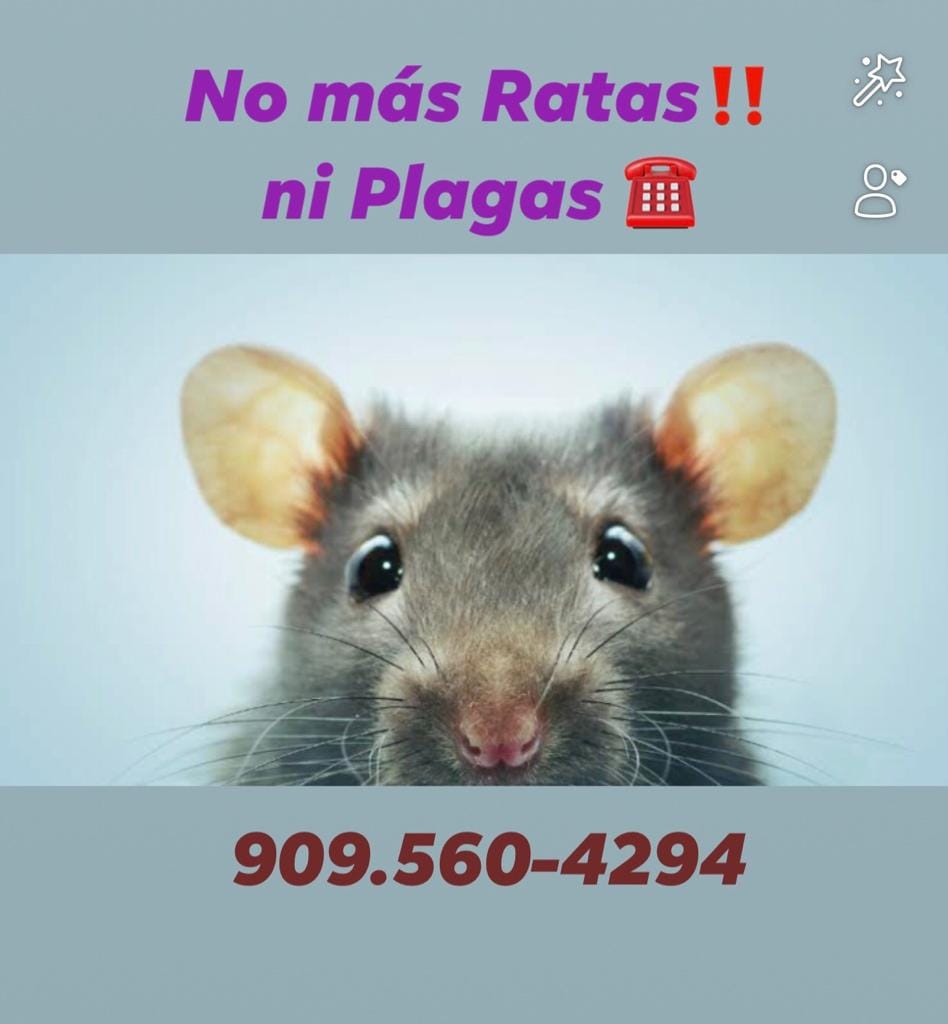 Fumigaciones Carpio | 6511 Myrtle Ct, Rancho Cucamonga, CA 91739, USA | Phone: (909) 560-4294