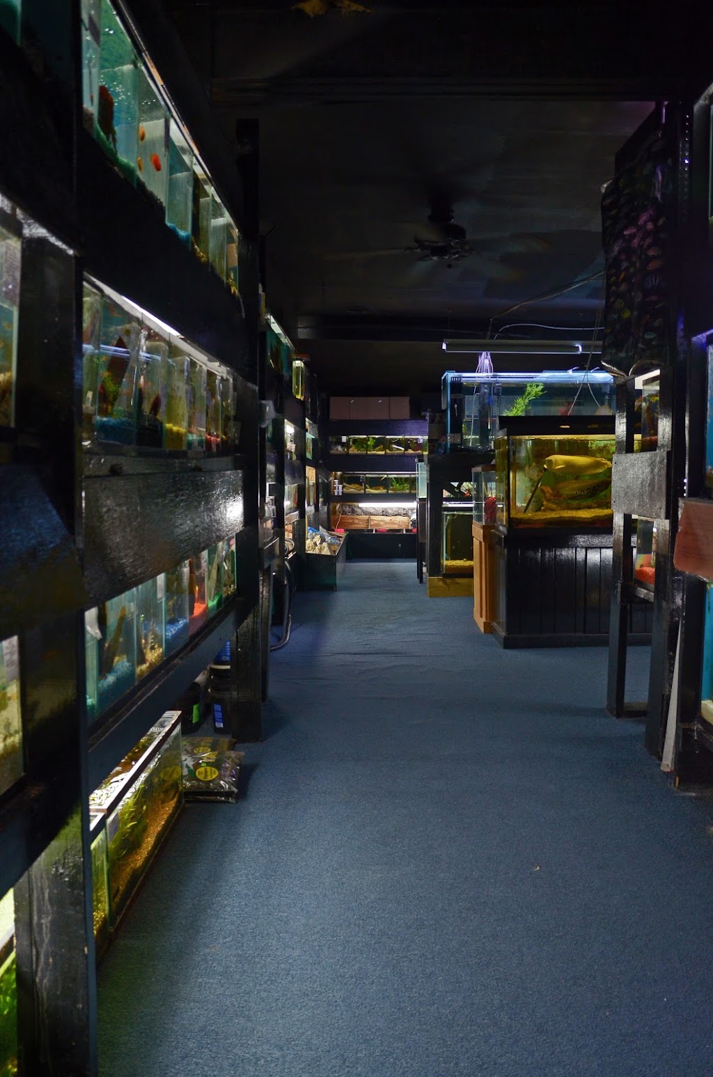 Aquarium Outfitters Carolina | 823 S Main St, Wake Forest, NC 27587, USA | Phone: (919) 556-8335