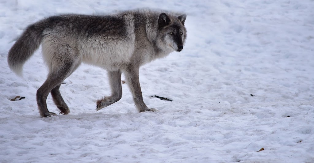 Wolf Exhibit | 43520 Seward Hwy, Girdwood, AK 99587, USA | Phone: (907) 783-0058