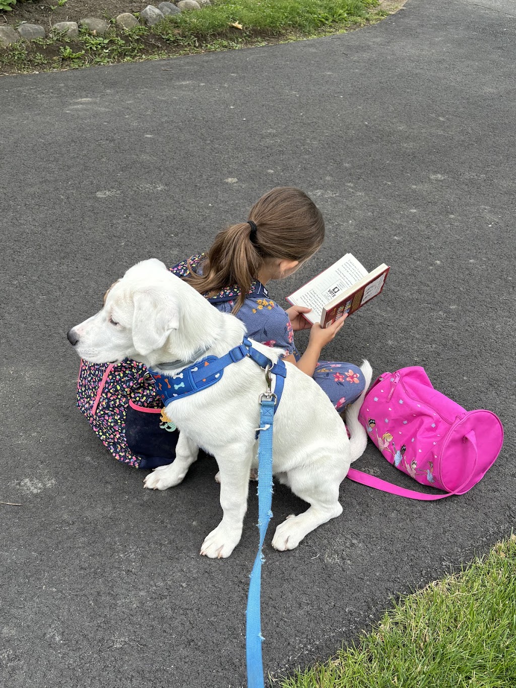 Upstate Canine Academy - Dog Training Facility | 24 Corporate Dr, Clifton Park, NY 12065, USA | Phone: (518) 952-7873