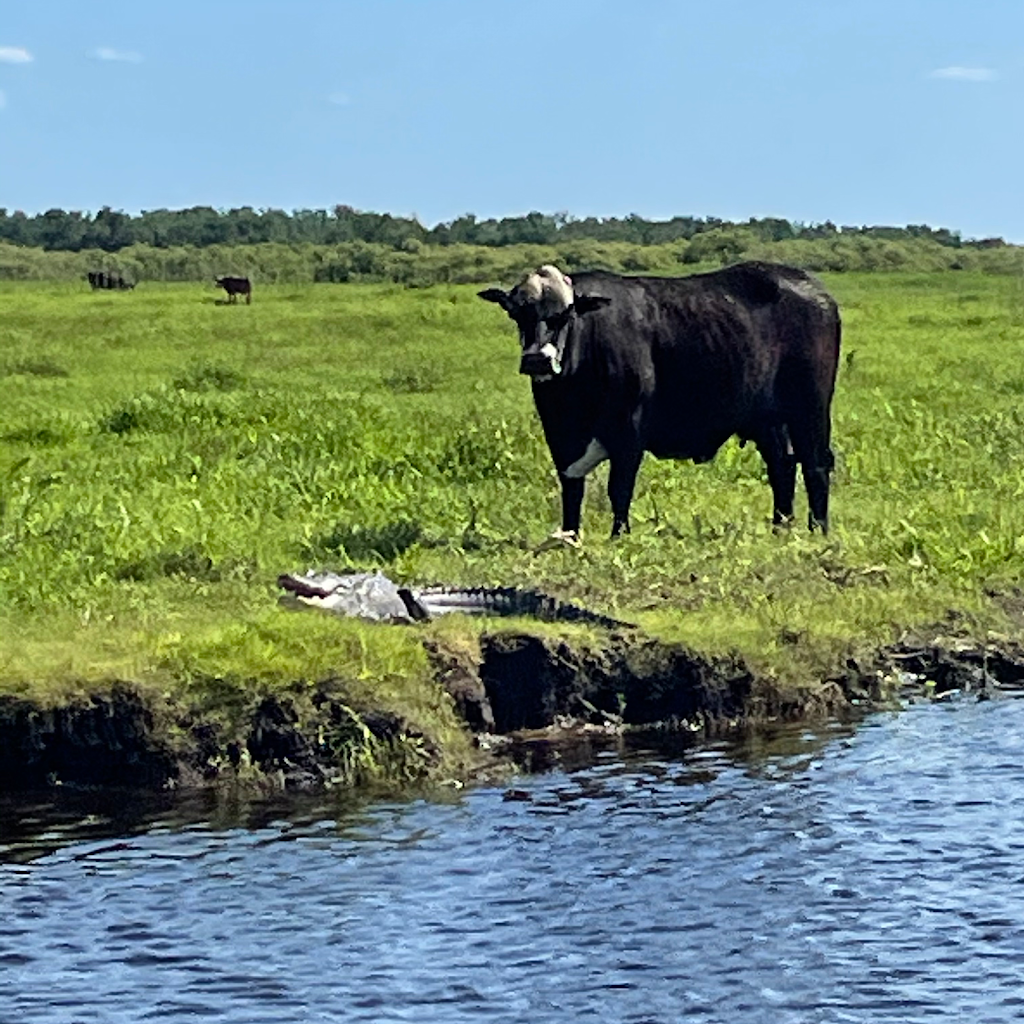 Wind Walker Airboat Charters | 8190 FL-520, Cocoa, FL 32926, USA | Phone: (321) 423-1447