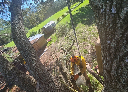 Morris Tree Service | 9507 State Rd 52, Hudson, FL 34669, USA | Phone: (727) 326-4337