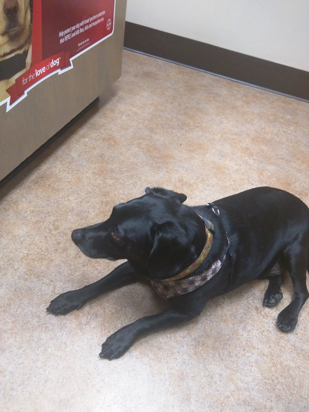 McCormick Animal Clinic | 3252 Blackwood Dr, Nashville, TN 37214, USA | Phone: (615) 883-8280